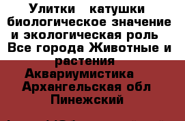 Улитки – катушки: биологическое значение и экологическая роль - Все города Животные и растения » Аквариумистика   . Архангельская обл.,Пинежский 